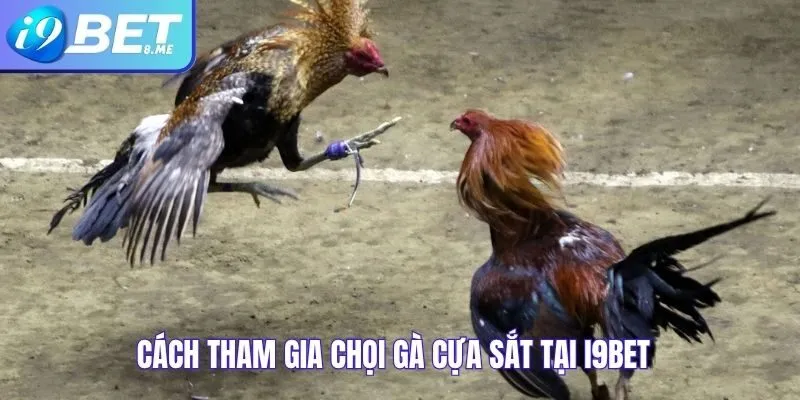 Cách Tham Gia Chọi Gà Cựa Sắt Tại i9bet