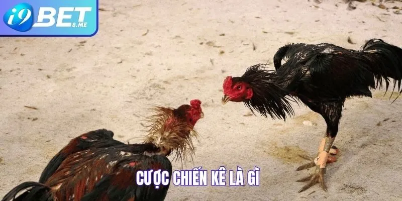 Cược chiến kê là gì
