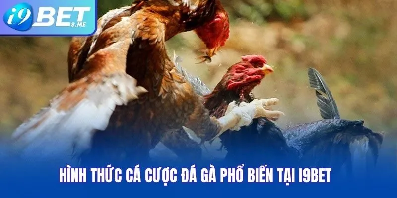 Hình Thức Cá Cược Đá Gà Phổ Biến Tại i9bet
