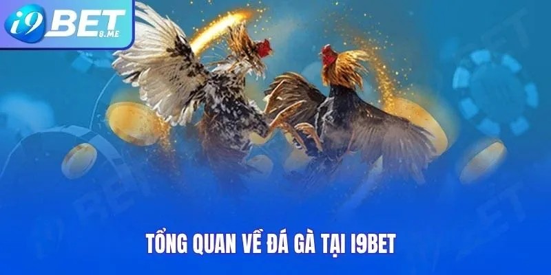 Tổng Quan Về Đá Gà Tại i9bet