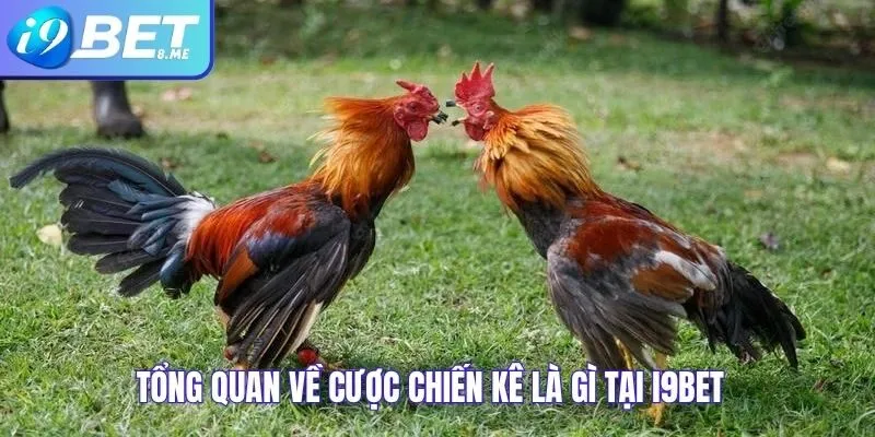 Tổng quan về cược chiến kê là gì tại i9bet